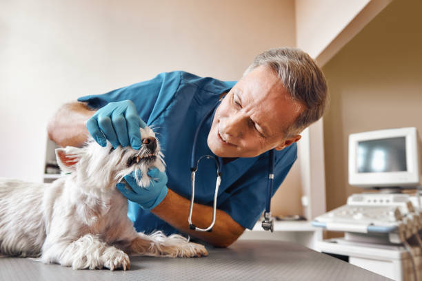 Best Emergency Root Canal Treatment in Lucas, TX